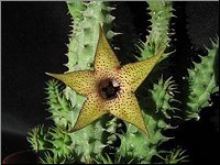 Huernia sp photo M-L N 3